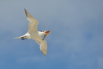 Royal Tern