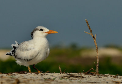 Baby Royal Tern