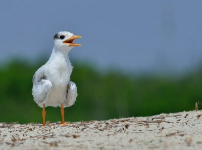DSC_5007.JPG