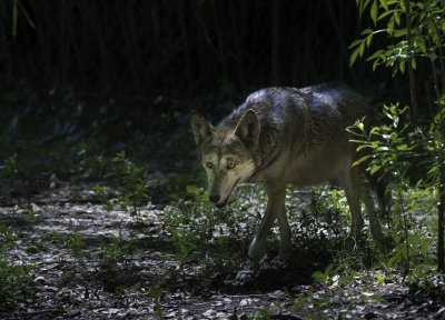 Florida Red Wolf.jpg