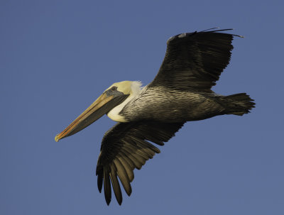 Brown Pelican.jpg