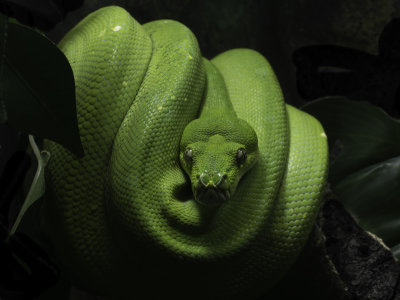 Snake16.jpg