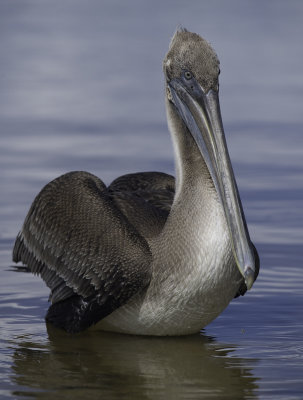 Brown Pelican.jpg