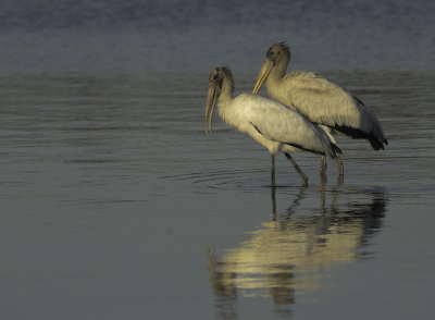 Wood Stork