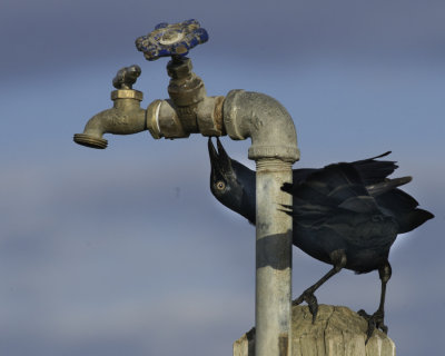 Need a Drink.jpg