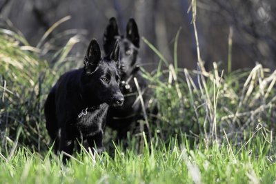 My German Shepherds