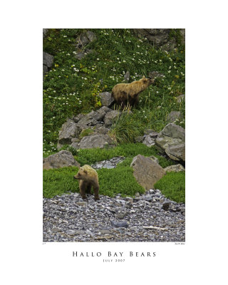 Hallo Bay Bear Cubs