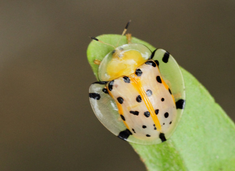 5.  Aspidimorpha miliaris amplissima ( Boheman, 1854)