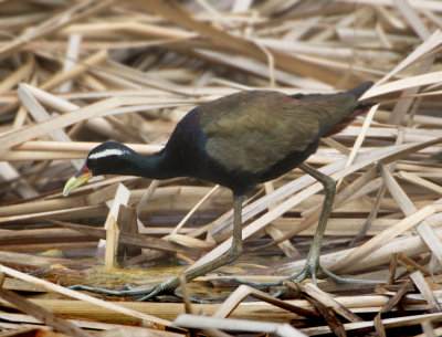 Bronze-winged Jacana - Metopidius indicus