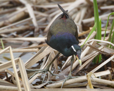 Bronze-winged Jacana - Metopidius indicus