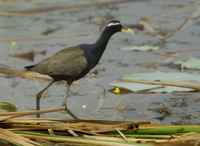 Bronze-winged Jacana - Metopidius indicus
