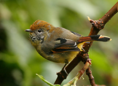 Bar-throated Minla - Minla strigula castanicauda