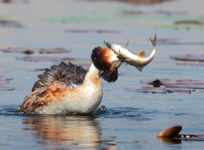 Great Crested Grebe - Podiceps cristatus (Fuut)