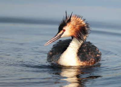 Great Crested Grebe - Podiceps cristatus (Fuut)