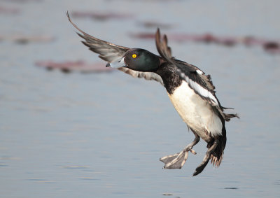 Tufted Duck - Aythya fuligula (Kuifeend)