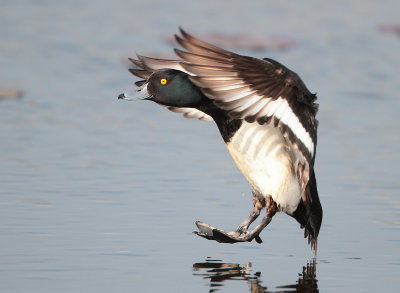 Tufted Duck - Aythya fuligula (Kuifeend)