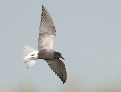 Black Tern - Chlidonias niger (Zwarte Stern)