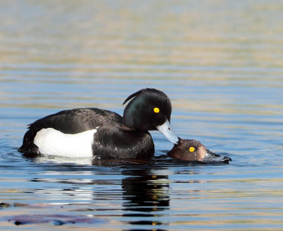 Tufted Duck - Aythya fuligula (Kuifeend)