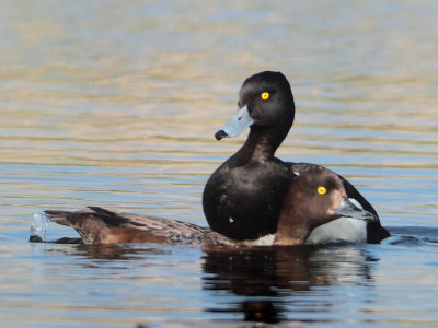 Tufted Duck - Aythya fuligula (Kuifeend)