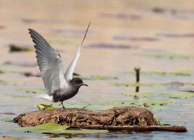 Black Tern - Chlidonias niger (Zwarte Stern)