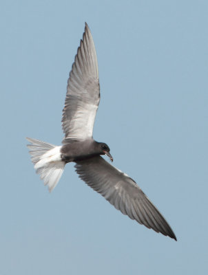 Black Tern - Chlidonias niger (Zwarte Stern)
