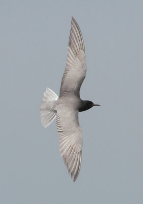 Black Tern - Chlidonias niger (Zwarte Stern)