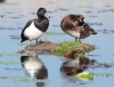 Tufted Duck - Aythya fuligula (Kuifeend)