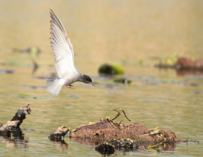 Black Tern - Chlidonias niger (Zwarte Stern)