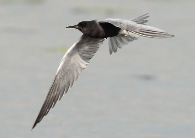 Black Tern - Chlidonias niger (Zwarte Stern)