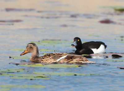 Tufted Duck - Aythya fuligula (Kuifeend)