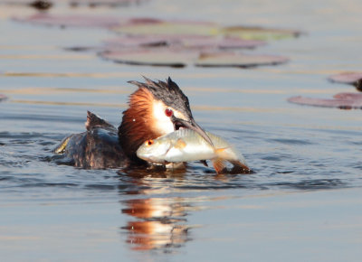 Great Crested Grebe - Podiceps cristatus (Fuut)
