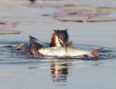 Great Crested Grebe - Podiceps cristatus (Fuut)