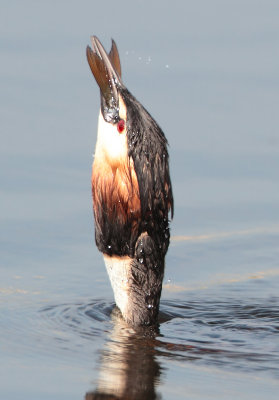Great Crested Grebe - Podiceps cristatus (Fuut)