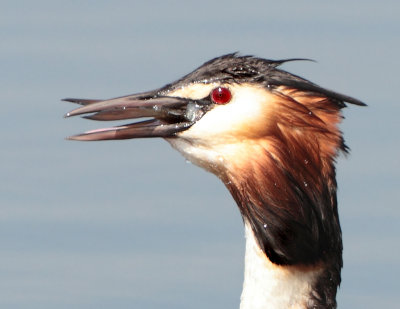 Great Crested Grebe - Podiceps cristatus (Fuut)