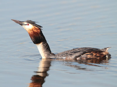 Great Crested Grebe - Podiceps cristatus (Fuut)