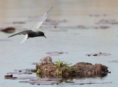 Black Tern - Chlidonias niger (Zwarte Stern)