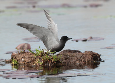 Black Tern - Chlidonias niger (Zwarte Stern)