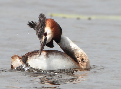 Great Crested Grebe - Podiceps cristatus (Fuut)