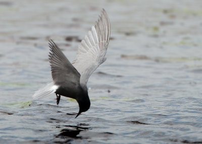 Black Tern - Chlidonias niger (Zwarte Stern)