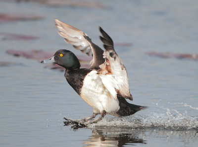 Tufted Duck - Aythya fuligula (Kuifeend)