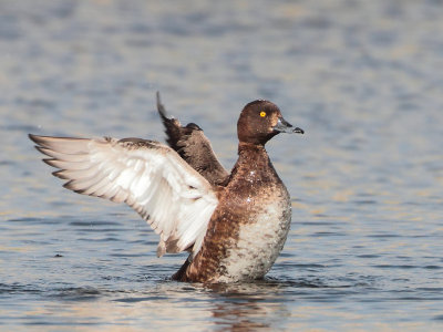 Tufted Duck - Aythya fuligula (Kuifeend)