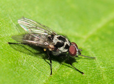 Anthomyia pluvialis (Linnaeus, 1758)