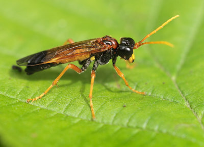ID Unknown