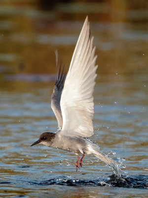 Black Tern - Chlidonias niger (Zwarte Stern)