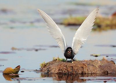 Black Tern - Chlidonias niger (Zwarte Stern)