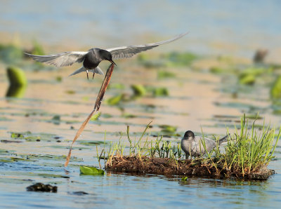 Black Tern - Chlidonias niger (Zwarte Stern)