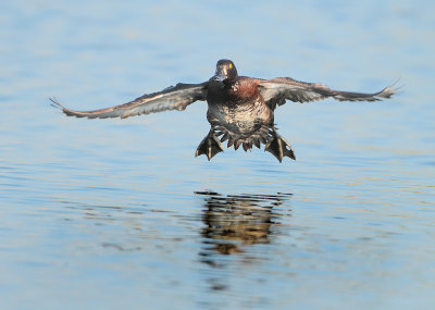 Tufted Duck - Aythya fuligula (Kuifeend)