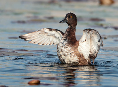 Tufted Duck - Aythya fuligula (Kuifeend)