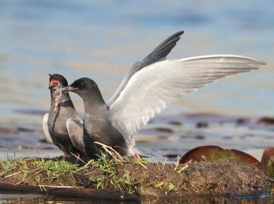 Black Tern - Chlidonias niger (Zwarte Stern)