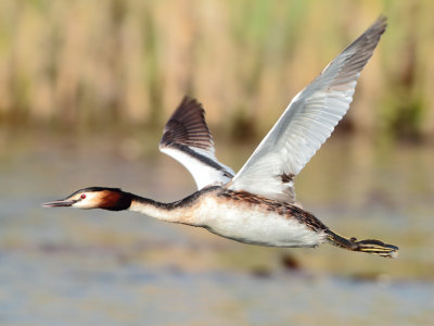 Great Crested Grebe - Podiceps cristatus (Fuut)